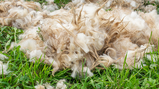 Fluffy raw sheep wool after the shearing process.
