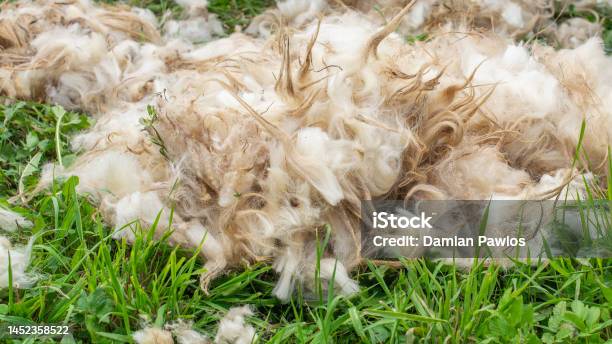 Fluffy Raw Sheep Wool After The Shearing Process Stock Photo - Download Image Now - Sheep, Hair, Sheep Shearing