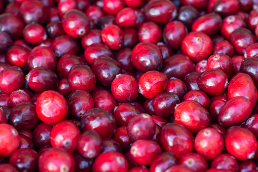 A pile of ripe cranberry fruits. Vaccinium berries.