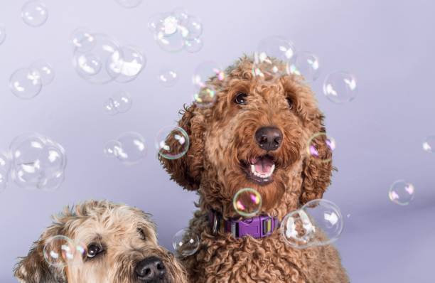 istock Soft-coated Wheaten Terrier and fluffy Labradoodle dogs with collar looking at soap bubbles 1452359266
