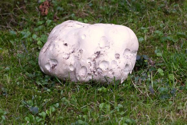 Brain mushrooms on the grass in the garden, resting concepts natural therapy and relax