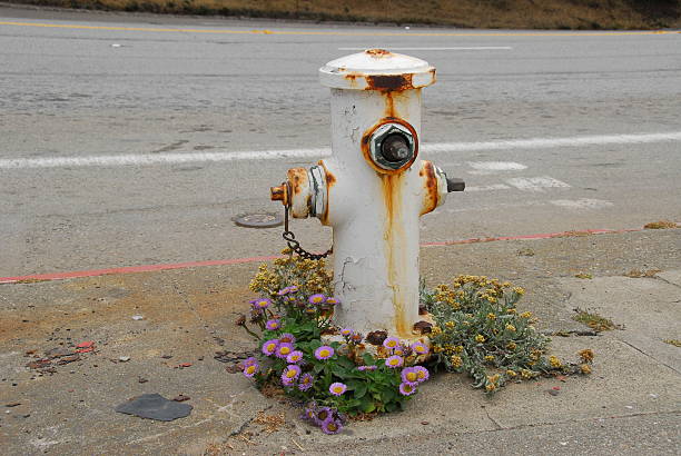 Flowers and fire hydrant stock photo