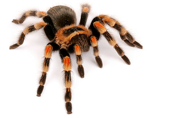 istock Close up of Mexican Redknee Tarantula 145236215