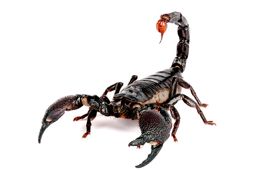 Emporer Scorpions (Pandinus imperator) are from West Africa.  They live and thrive in hot, humid regions.  Not aggressive.  Sting hurts, but venom is generally harmless.  A lot of people keep them as 