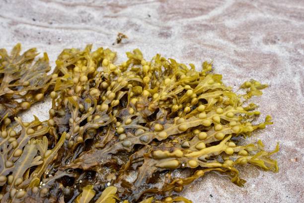 istock Close-up of Bladderwrack on a sandy beach 1452363147