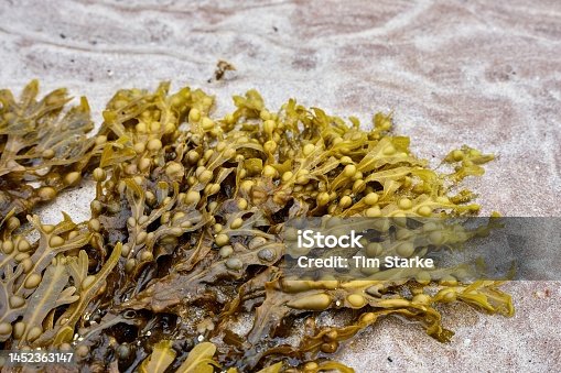 istock Close-up of Bladderwrack on a sandy beach 1452363147
