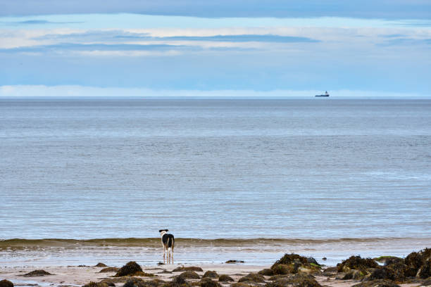 border collie se tient sur la plage et regarde avec envie la mer - longingly photos et images de collection