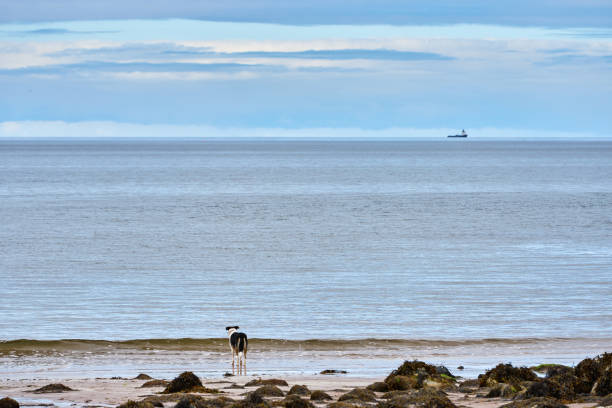 ボーダーコリーはビーチに立って、憧れの海を見ています - longingly ストックフォトと画像