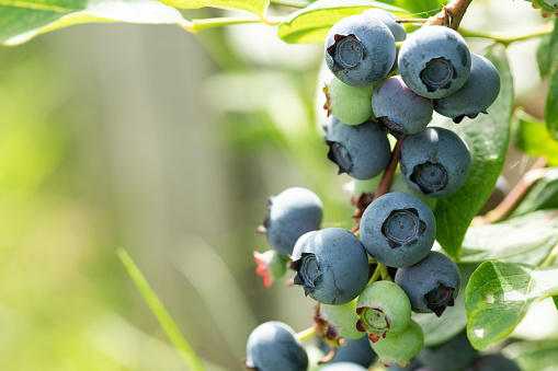 Blueberry branch farm berry harvest