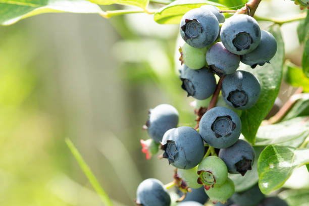 Blueberry branch farm berry harvest stock photo