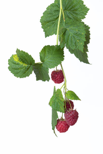 istock Ripe raspberries on a branch close-up on a white background 1452363327