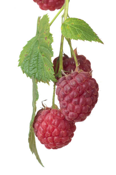 istock Ripe raspberries on a branch close-up on a white background 1452363330