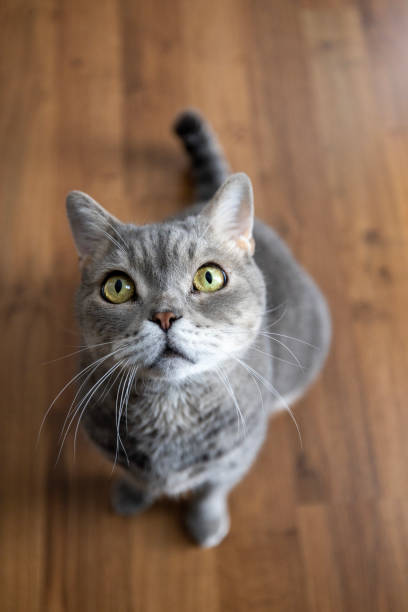 istock Big-headed obese cat, looking up on parquet floor 1452364442