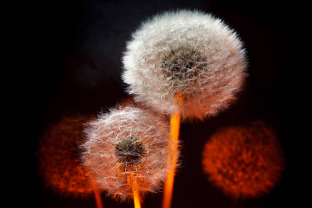 Dandelion flower with red backlight stock photo