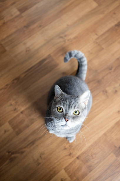 istock Big-headed obese cat, looking up on parquet floor 1452364574