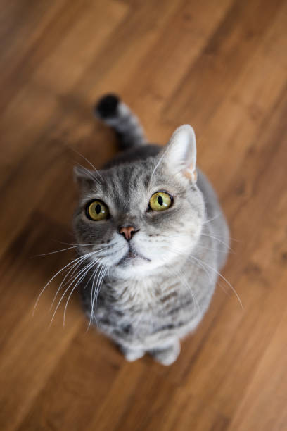istock Big-headed obese cat, looking up on parquet floor 1452364636