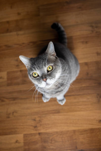 istock Big-headed obese cat, looking up on parquet floor 1452364638