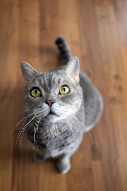 istock Big-headed obese cat, looking up on parquet floor 1452364715