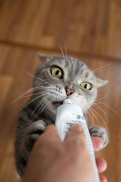 istock Hungry cat, standing licks multivitamin paste tube from owner's hand 1452365486