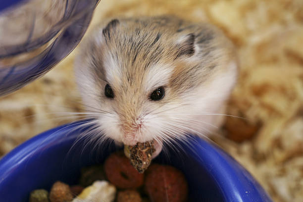istock Close-up of a hamster eating over a blurred background 145236597