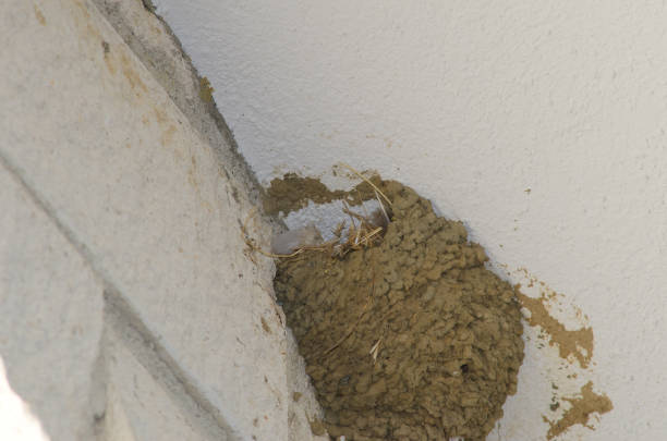istock Nest of common house martin. 1452366285