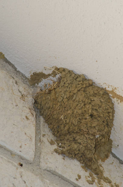 istock Nest of common house martin. 1452366286