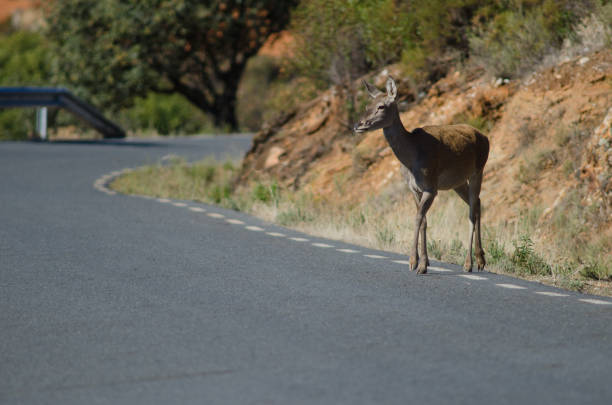 istock Spanish red deer crossing the road. 1452366306