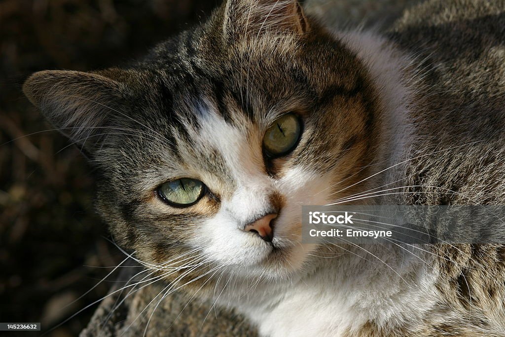 Katze Blick in die Sie in eine clevere Art - Lizenzfrei Domestizierte Tiere Stock-Foto