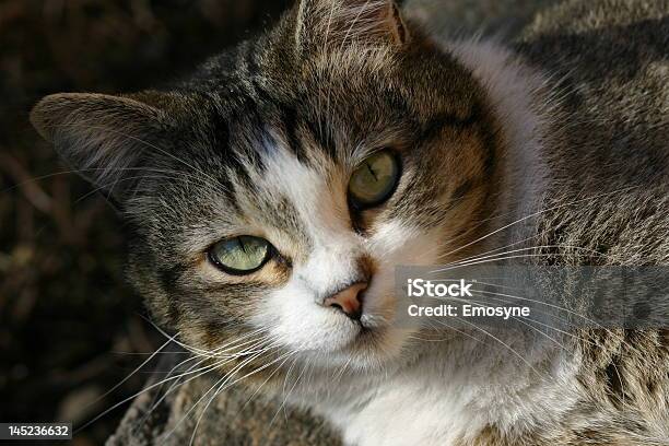 Katze Blick In Die Sie In Eine Clevere Art Stockfoto und mehr Bilder von Domestizierte Tiere - Domestizierte Tiere, Entspannung, Fotografie