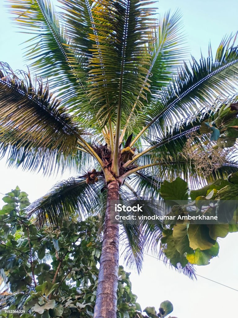 Stock photo of tall coconut tree or coconut palm with fresh green coconut on it, Picture captured in low angle Blue sky with bright light on background at Kolhapur, Maharashtra, India. selective focus Beach Stock Photo
