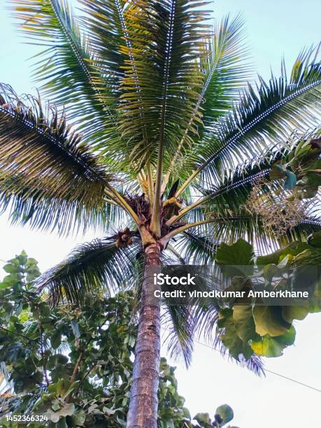 Stock Photo Of Tall Coconut Tree Or Coconut Palm With Fresh Green Coconut On It Picture Captured In Low Angle Blue Sky With Bright Light On Background At Kolhapur Maharashtra India Selective Focus Stock Photo - Download Image Now