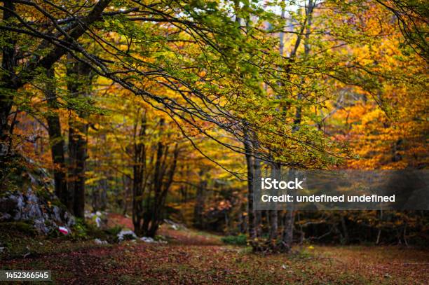 Nature Sceneries On Mount Pollino Basilicata Stock Photo - Download Image Now - Apennines, Autumn, Autumn Leaf Color