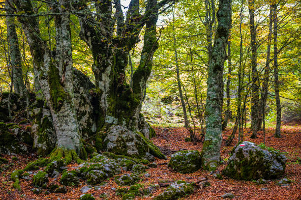 istock nature sceneries on Mount Pollino, basilicata 1452367554