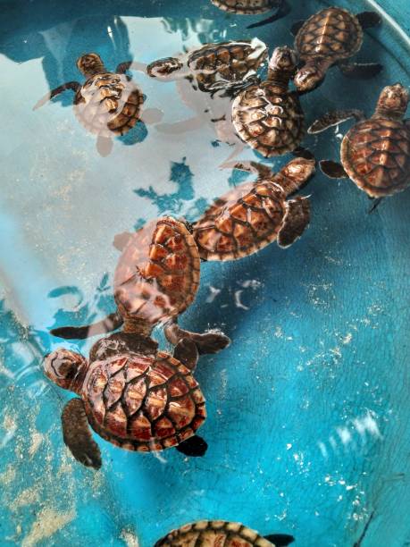 istock Baby Sea Turtles before Release to The Ocean 1452367600