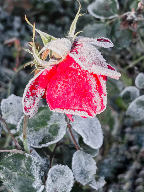 istock Frosted rose in the garden 1452369223