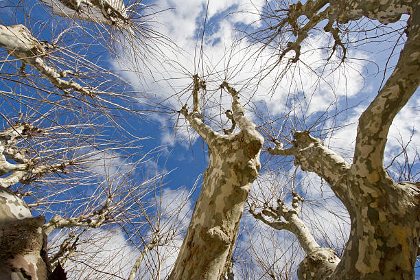 Naked árbol - foto de stock