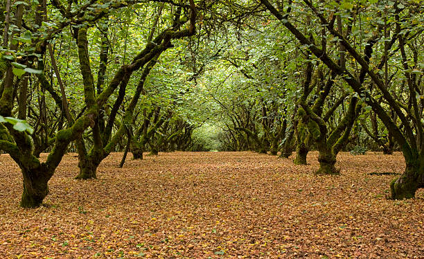 Filbert Orchard 01 stock photo