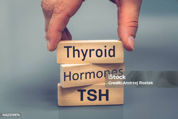 Thyroid Hormones Tsh Health Concept Endocrine Gland Study Human Endocrine System Energy Balance Metabolism Regulation Hyper And Hypothyroidism Stock Photo - Download Image Now