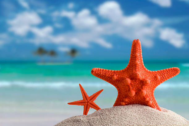 istock 2 starfishes on beach with blurry water in the background 145237236