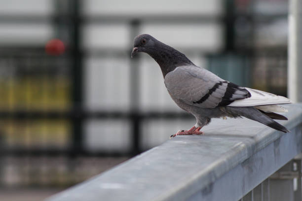 istock Close up of pigeon perching on wall 1452373326