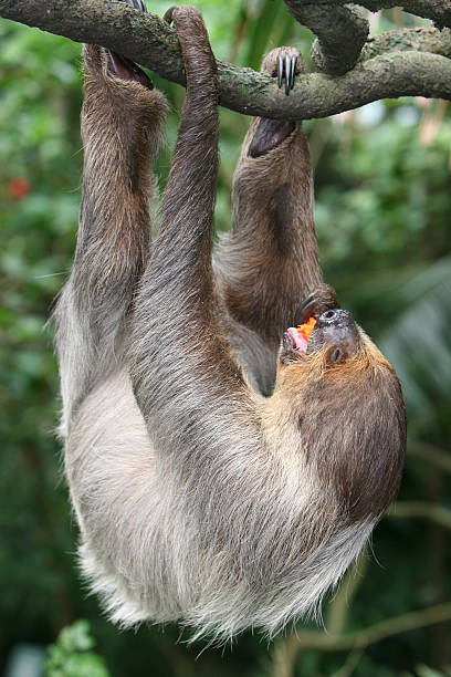 istock Sloth eating in the air 145237381