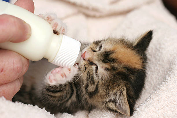 Bottle feeding kitten stock photo