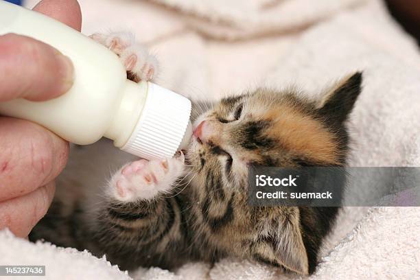 Bottle Feeding Kitten Stock Photo - Download Image Now - Kitten, Baby Bottle, Bottle