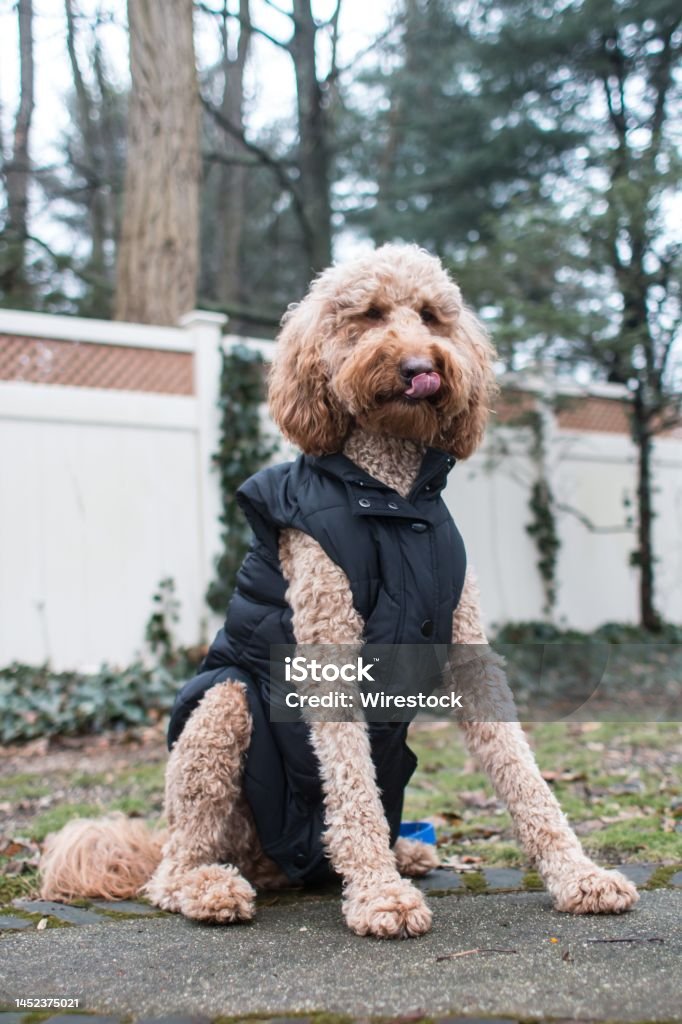 Labradoodle Jacket Labradoodle Jacket