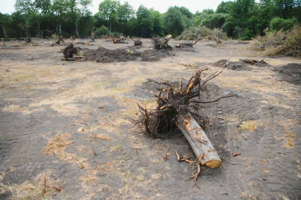 istock Deforestation, Destruction of Deciduous Forests. Damage to Nature. Europe 1452376255