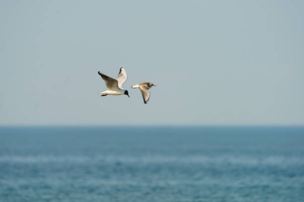 晴れた夏の日にバルト海に舞い上がるカモメ。 - sunny day sunlight seagull ストックフォトと画像