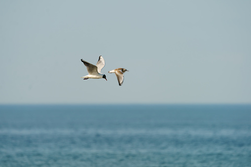 Seagulls soaring over the Baltic sea in sunny summer day.