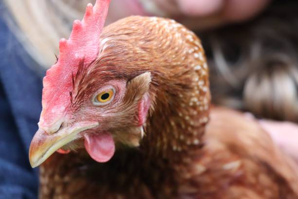 istock Closeup shot of brown hen with red comb 1452377286