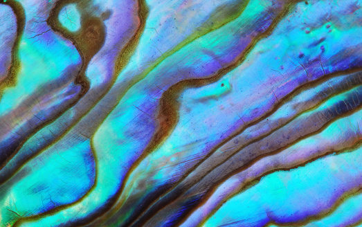 Close up of turritella spire seashell on a black background.