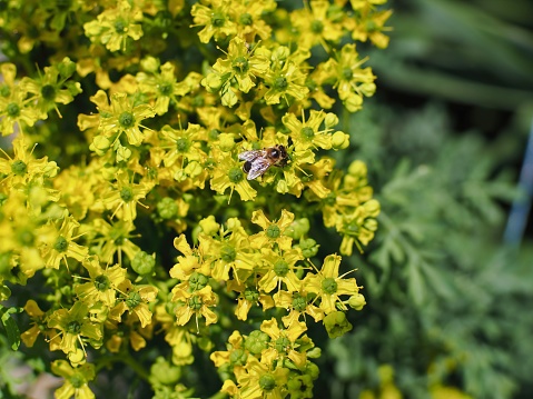 An insect perched on common rue growing in the garden